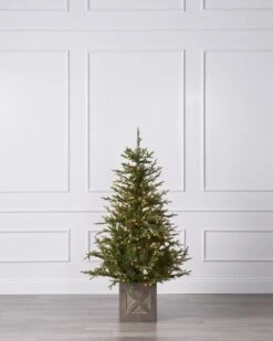 5FT Fieldstone Spruce In Pot