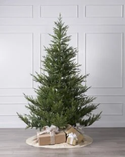 5ft Norway Spruce Tree